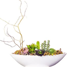 Succulent arrangement in a white bowl with curly branches