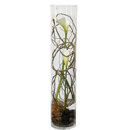 Two white calla lilies in a tall glass vase with curly branches