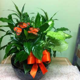 6" Potted Dish Garden accent/w butterflies (*butterfly colors and container may vary)