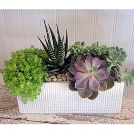 Succulent arrangement in a white rectangular planter