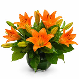Lily Love