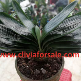Potted clivia plant with broad dark green leaves