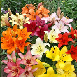 Colorful lily bouquet with orange, pink, yellow, red, and white blooms