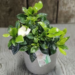Potted green plant with a single white bloom in a gray container
