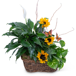 Potted peace lily and sunflowers in a wicker basket with butterfly picks
