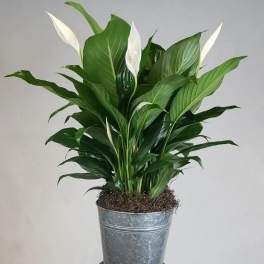 Potted peace lily plant with white blooms in a metal container