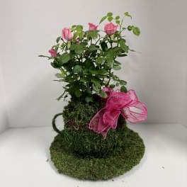 Cup Of Tea- Rose Planter
