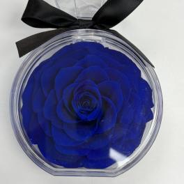 Preserved Single Rose
