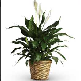 Peace Lily