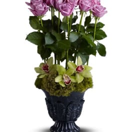Heavenly Grace - TFWEB539