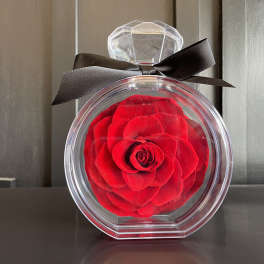 Single red rose in a clear round gift box with a black ribbon