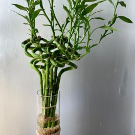 Curly lucky bamboo stems in a clear glass vase with pebbles