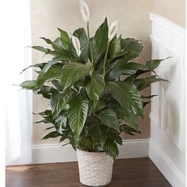Potted peace lily with white blooms in a woven basket planter
