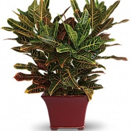 Potted croton plant with multicolored variegated leaves