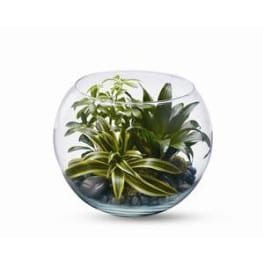 Glass bowl terrarium with assorted green houseplants and pebbles