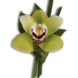 Single green orchid bloom with dark leaves and long grass-like accents
