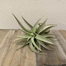 Single air plant with long silvery-green leaves on a wooden surface