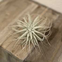 Small air plant on a wooden surface
