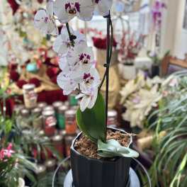 Potted white orchid with purple-speckled blooms in a black container