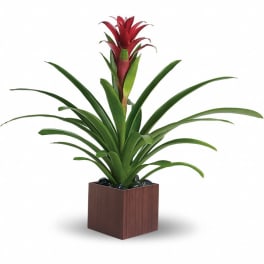 Potted bromeliad with red bloom in a square wooden planter