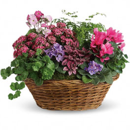 Mixed flowering plants in a wicker basket with pink and purple blooms