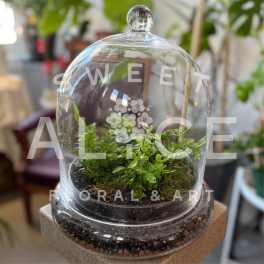 Ferngully Terrarium