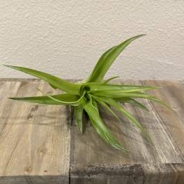 Small green air plant with long pointed leaves on a wooden surface