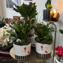 Three potted Christmas cactus plants with pink and red buds