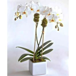 White orchid plant in a square white pot