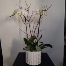 White orchid plant in a textured white pot