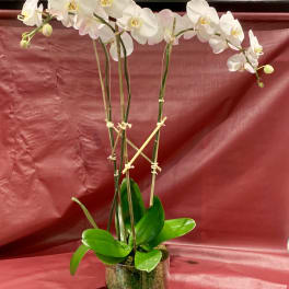White orchid plant in a glass pot with broad green leaves