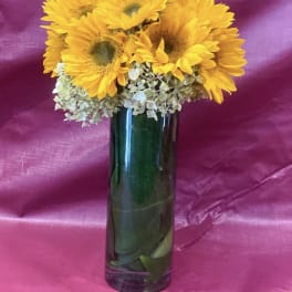 Tall glass vase of bright yellow sunflowers with white hydrangeas and leaves wrapped inside the vase.