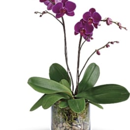 Purple orchid plant in a glass vase with pebbles