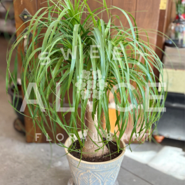 Potted Ponytail Palm