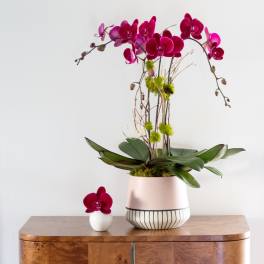 Opulent Amethyst Orchids