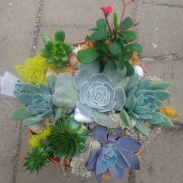 Potted succulent arrangement with rosette plants and small pink blooms