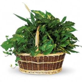 Basket of assorted green houseplants in a woven basket