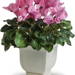 Pink cyclamen in a white ceramic planter