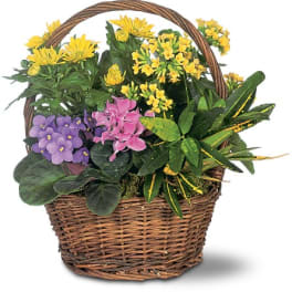 Mixed potted flowers in a wicker basket with a handle