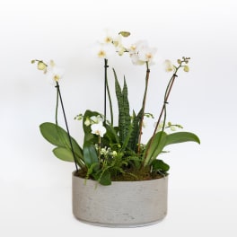 White orchids arranged in a low round planter with green foliage