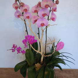 Pink orchids arranged in a white planter with broad green leaves