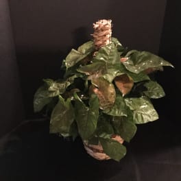 Potted leafy plant in a woven basket