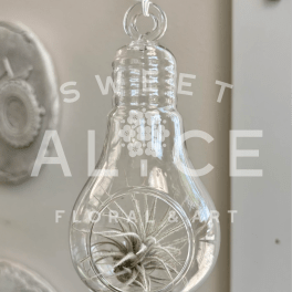 Clear hanging glass ornament with a small air plant inside