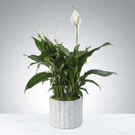 Modern Spathiphyllum Plant by BloomNation™