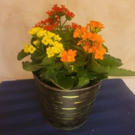 Potted kalanchoe plant with yellow, orange, and red blooms