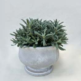 Potted green succulent plant in a silver pedestal planter