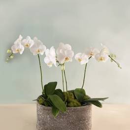 White orchid arrangement in a textured gray planter