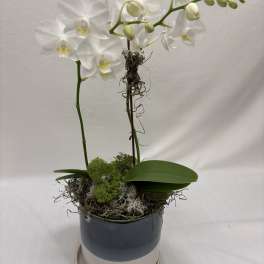 White orchid plant in a blue pot with a matching saucer