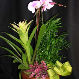 Tropical orchid plant combo, medium