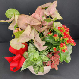 Premium houseplant mixed bowl